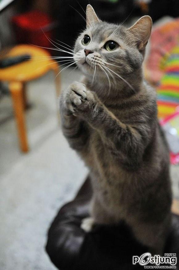 Funny Animals