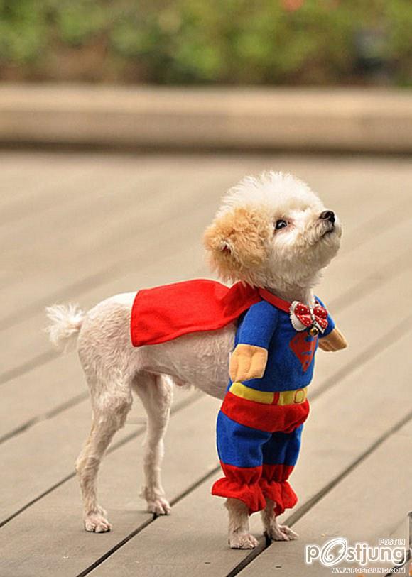 Funny Animals
