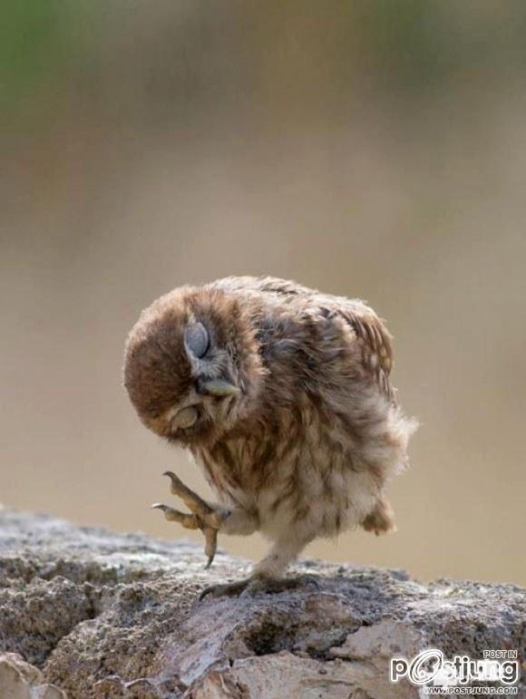 Funny Animals