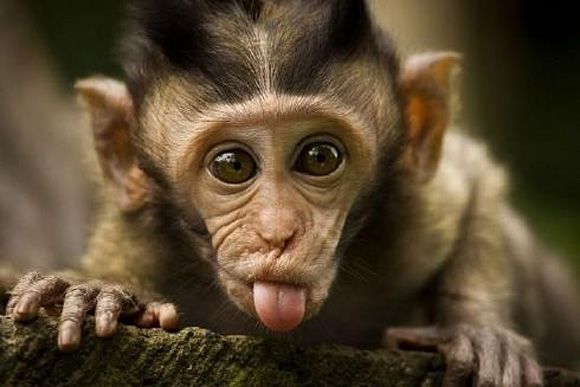 Funny Animals