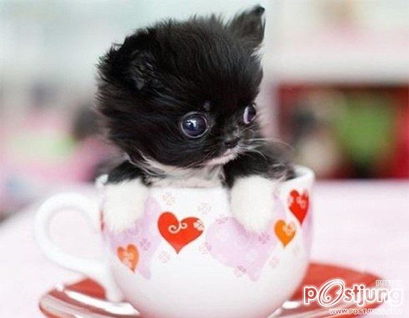 Funny Animals