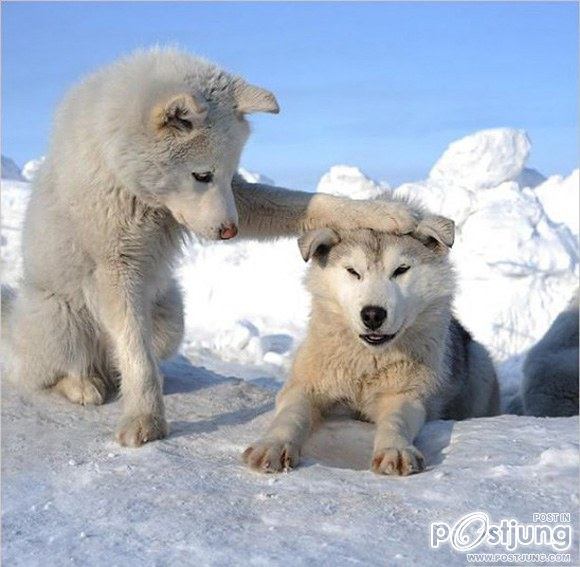 Funny Animals