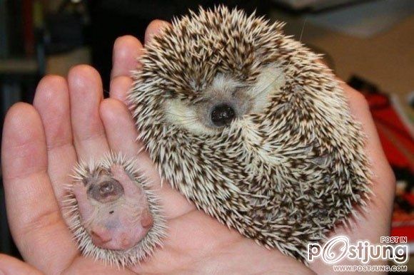 Funny Animals