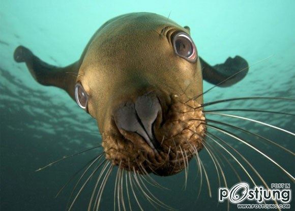Funny Animals
