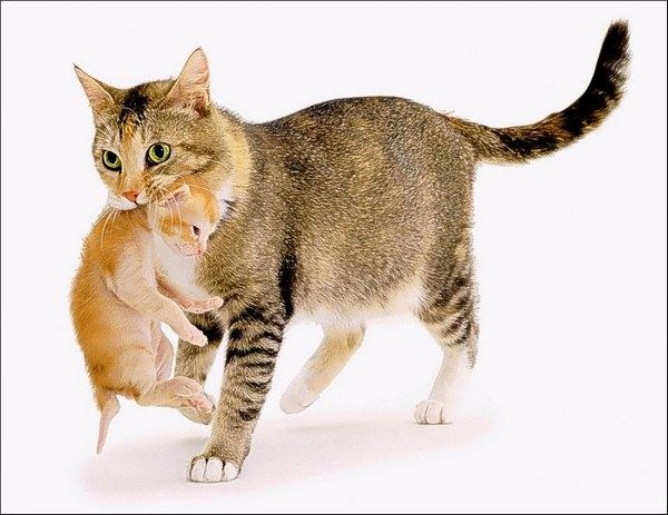 มิตรภาพของสัตว์