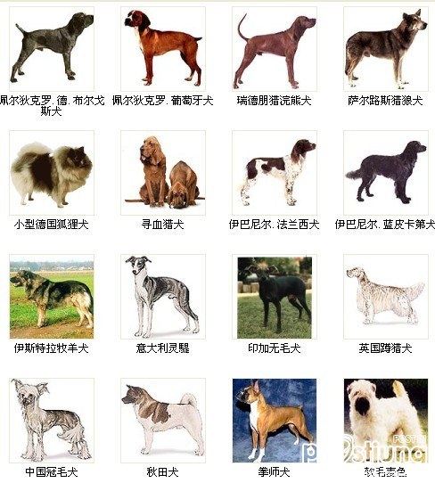 Who let the dogs out
