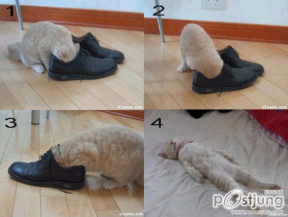 แมว น่ารักๆ