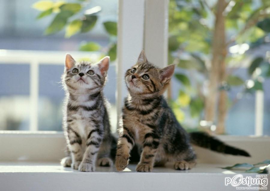 แมว น่ารักๆ