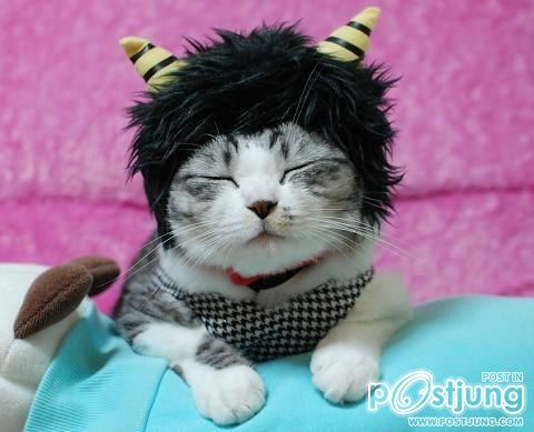 แมว น่ารักๆ