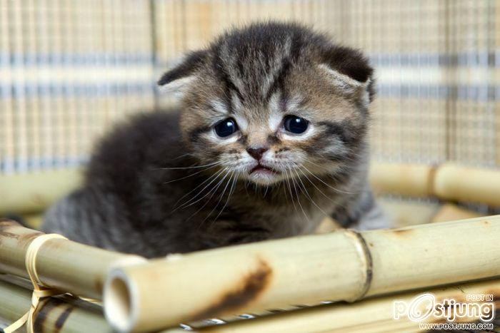 แมว น่ารักๆ