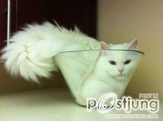 แมว น่ารักๆ