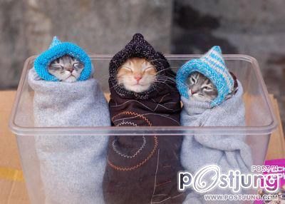 แมว น่ารักๆ