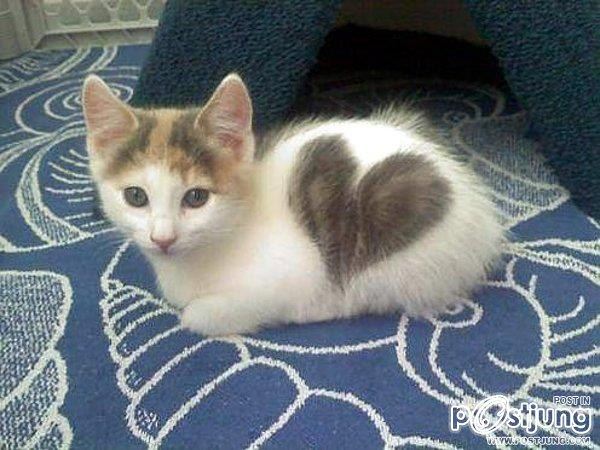 แมว น่ารักๆ