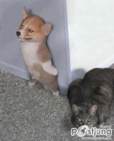 แมว น่ารักๆ