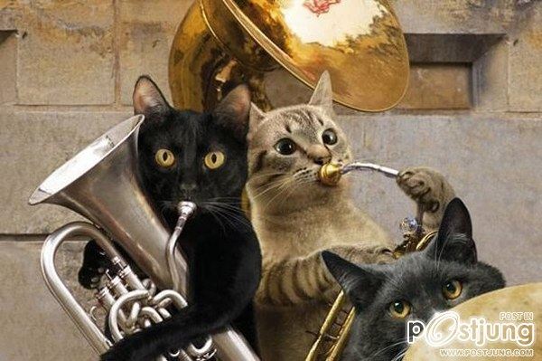 Cats-band