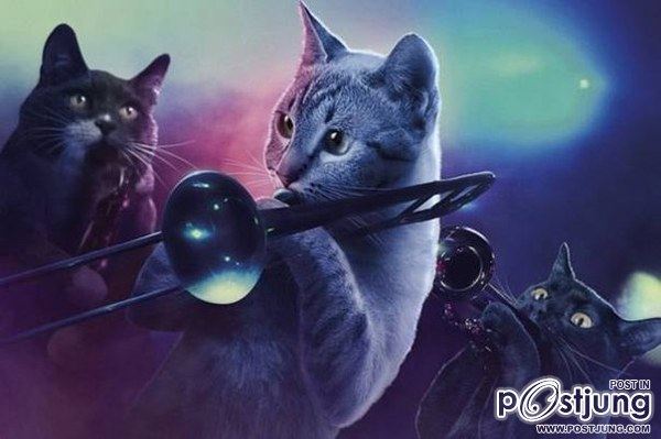 Cats-band