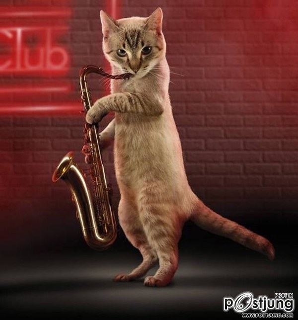 Cats-band