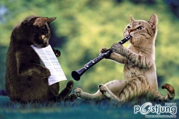 Cats-band