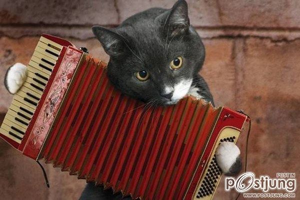 Cats-band