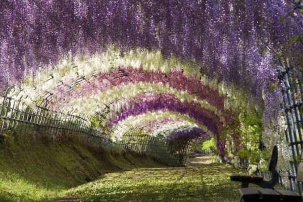 1. อุโมงค์วิสเทอเรีย (Wisteria Tunnel)