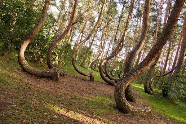 4. ครุ๊ก ฟอเรสท์ (Crooked Forest)
