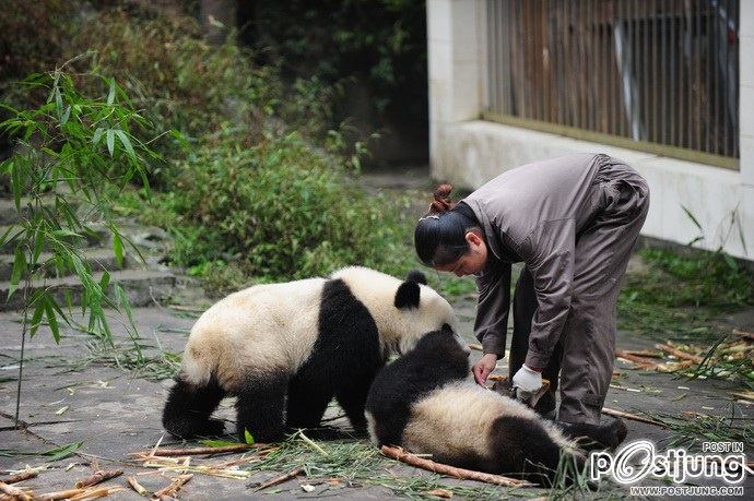 Baby panda "Afternoon tea"
