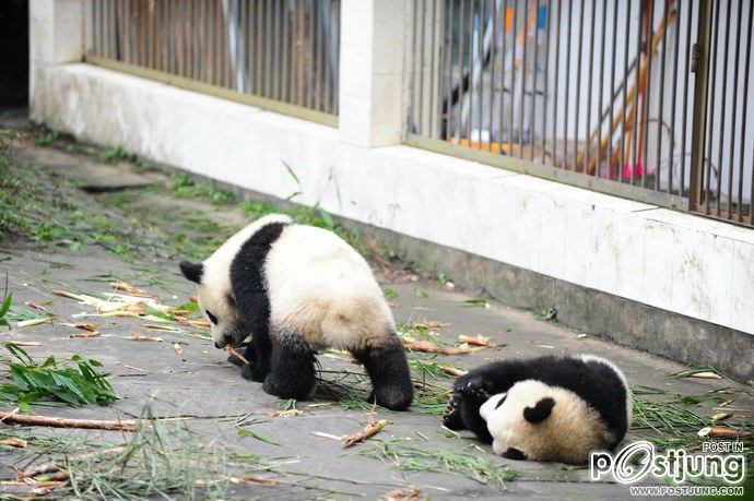 Baby panda "Afternoon tea"