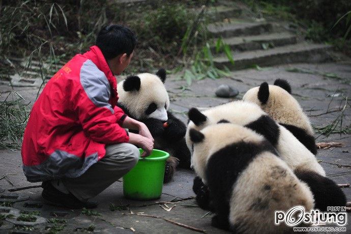 Baby panda "Afternoon tea"