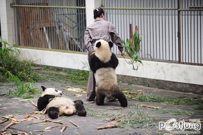 Baby panda "Afternoon tea"
