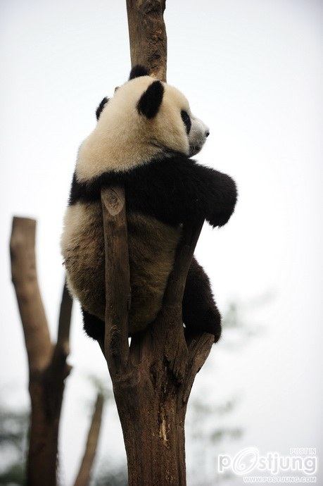 Baby panda "Afternoon tea"