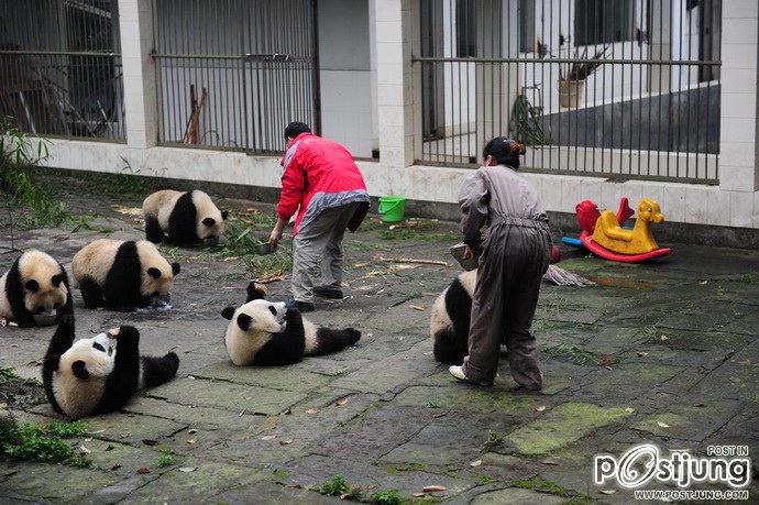 Baby panda "Afternoon tea"