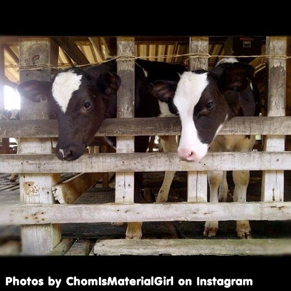 นับดาว.....ว้าว!....แซ่บ มาแล้วจร้า By ชมพู่ อารยา
