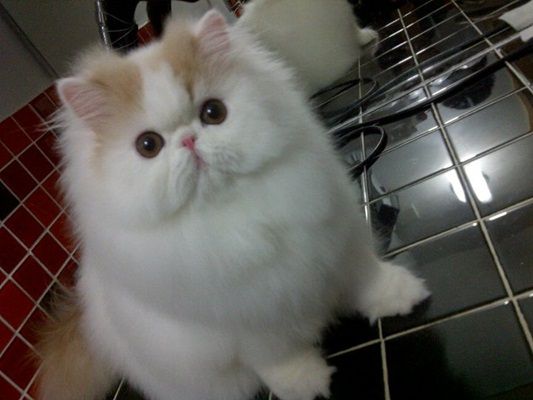เจ้าตัวน่ารัก