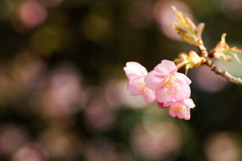 คนรัก ดอกซากุระ