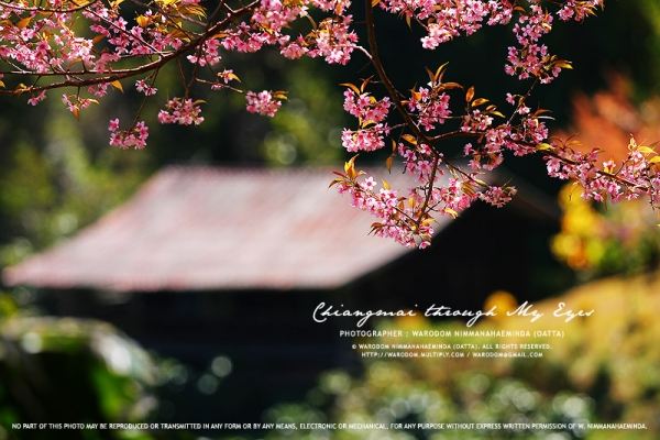 สันสันเล็กๆน้อยๆ จากเชียงใหม่มหานคร