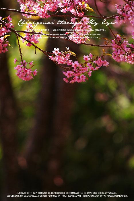 สันสันเล็กๆน้อยๆ จากเชียงใหม่มหานคร