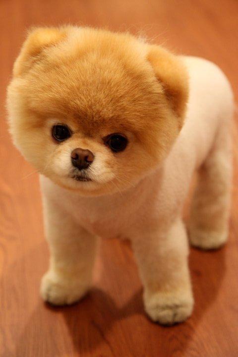 เจ้าบู