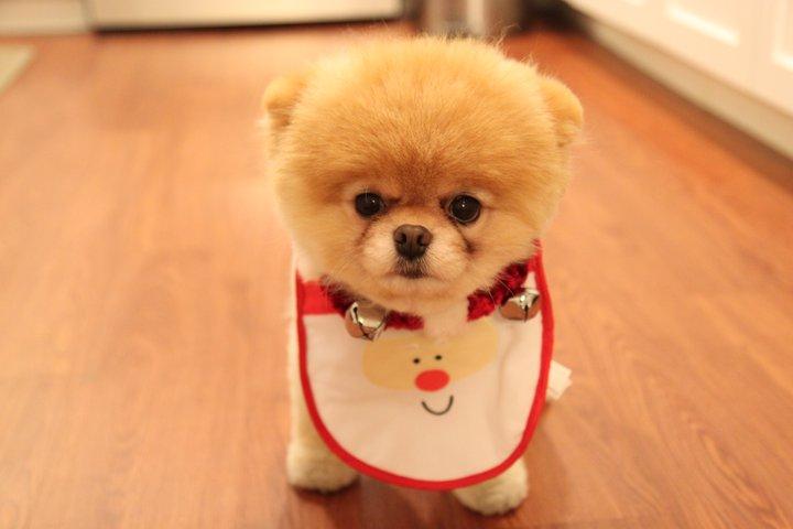 เจ้าบู