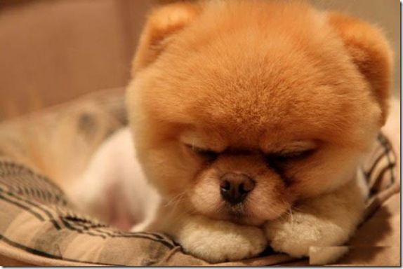 เจ้าบู
