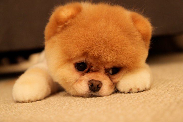 เจ้าบู