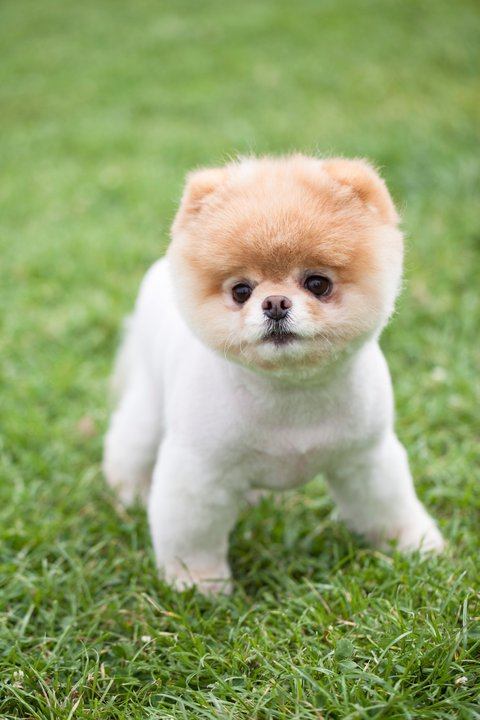 เจ้าบู