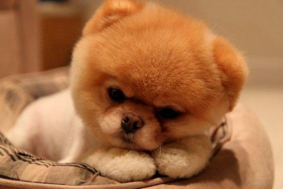 เจ้าบู