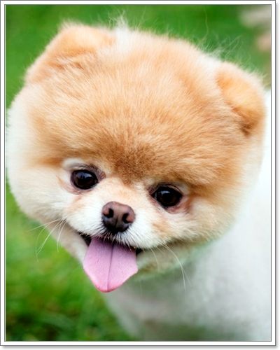 เจ้าบู