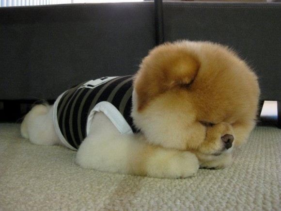 เจ้าบู