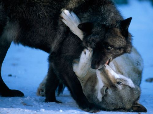 คนรัก national geographic