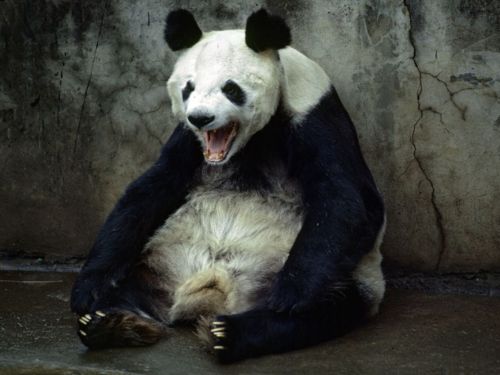 คนรัก national geographic
