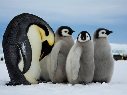 คนรัก national geographic