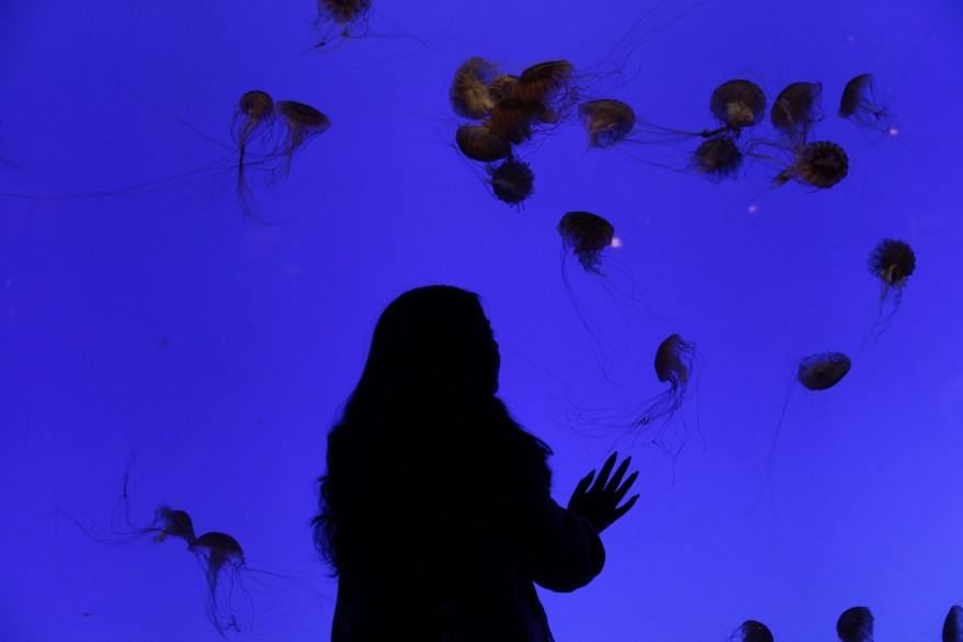 ภาพหาดูยากในปี2012 (8)