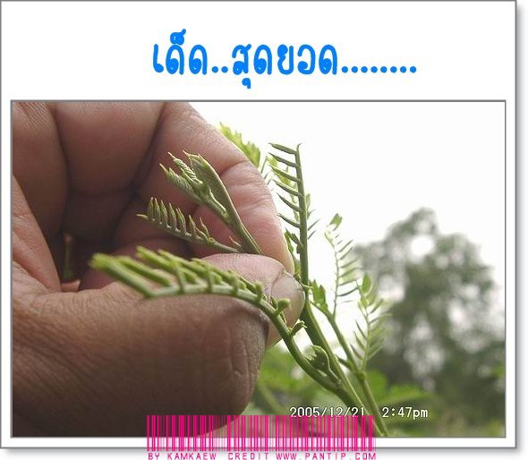 หวังศรีเจ้า