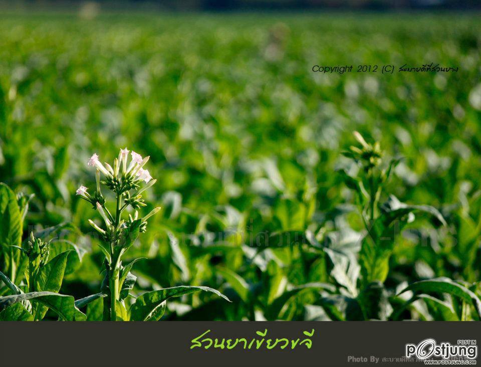 แม่น้ำโขง แม่น้ำแห่งชีวิตของชาวนครพนม